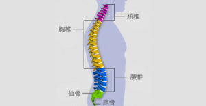 脊椎