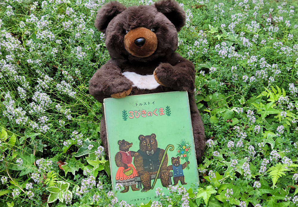 Brown teddy bear holds a green children’s book outdoors, with a carpet of small purple and white flowers around it.