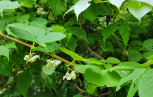 Branch with small white bell-shaped flowers hanging among bright serrated green leaves on a woody stem.
